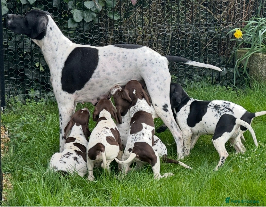 Pointer dogs English pointer puppies  - Advert 1