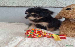Chipoo dogs for sale: 4  Stunning chipoo puppies  - Image 21