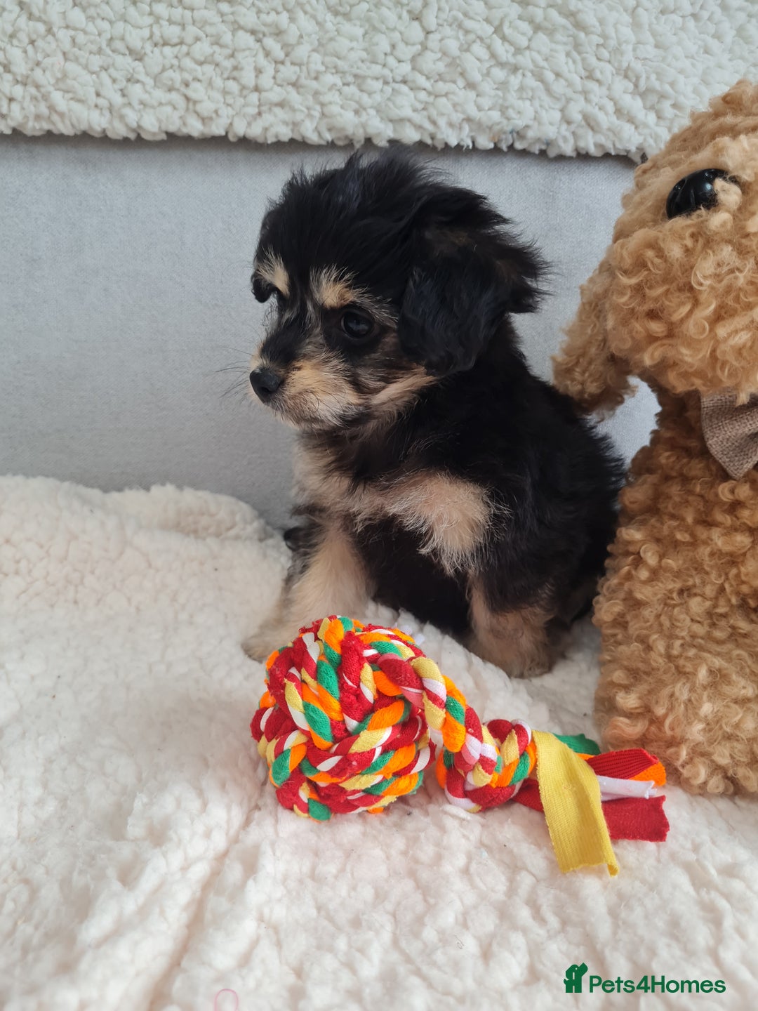 Chipoo dogs for sale: 4  Stunning chipoo puppies  - Image 21