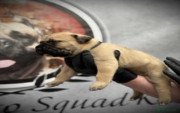 Cane Corso dogs for sale: 🐾✨PatoSquad Kennel FCI Grand Champion Puppies✨🐾 - Advert 5