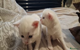 Mixed Breed cats for sale: Adorable white kittens  - Image 10