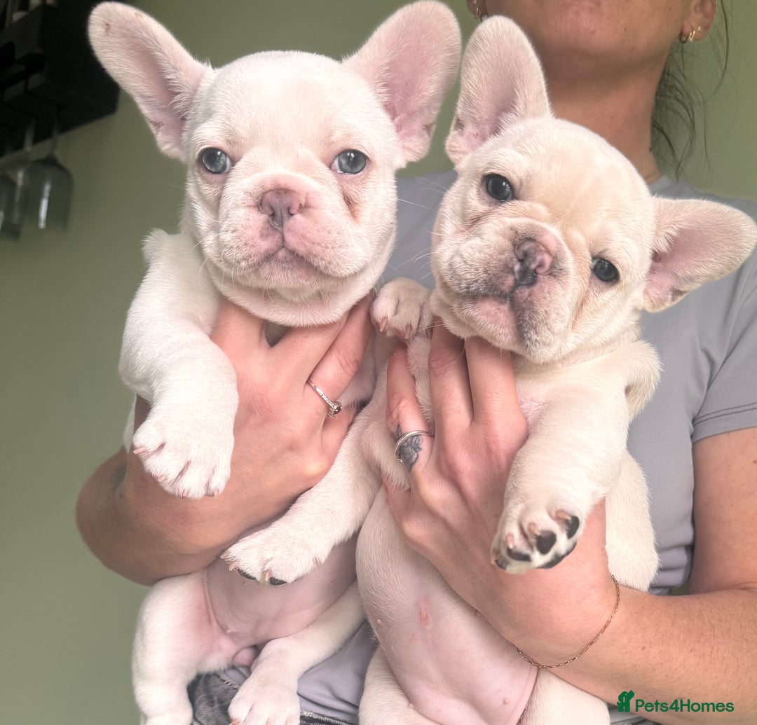 French Bulldog dogs for sale: KC FRENCH BULLDOG PUPPIES - READY NOW - Image 2