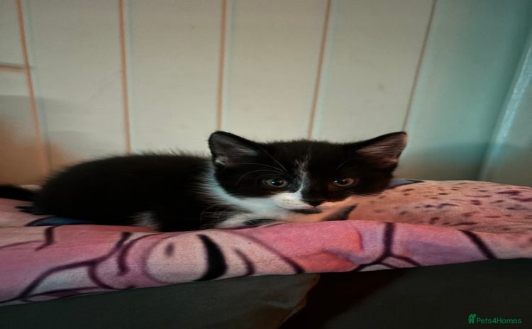 Domestic Shorthair cats - Advert 4