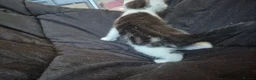 Mixed Breed cats for sale: 2 cute female kittens  in Mitcham - Advert 4