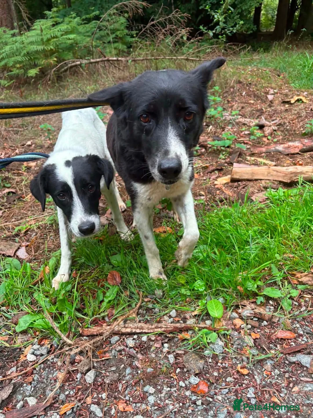 Mixed Breed dogs for adoption: Mandy - Norwich Norfolk  - Advert 12
