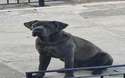 Cane Corso dogs for sale: Cane corso Italian  - Image 2