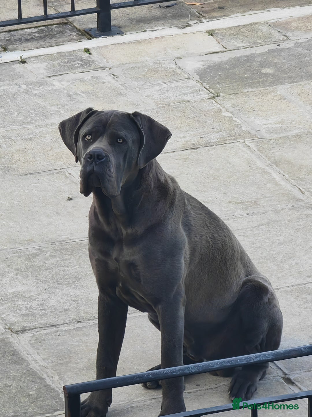 Cane Corso dogs for sale: Cane corso Italian  - Image 2