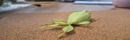 Stick Insects invertebrates for sale: Leaf Insect Eggs for Sale – UK Bred - Advert 3