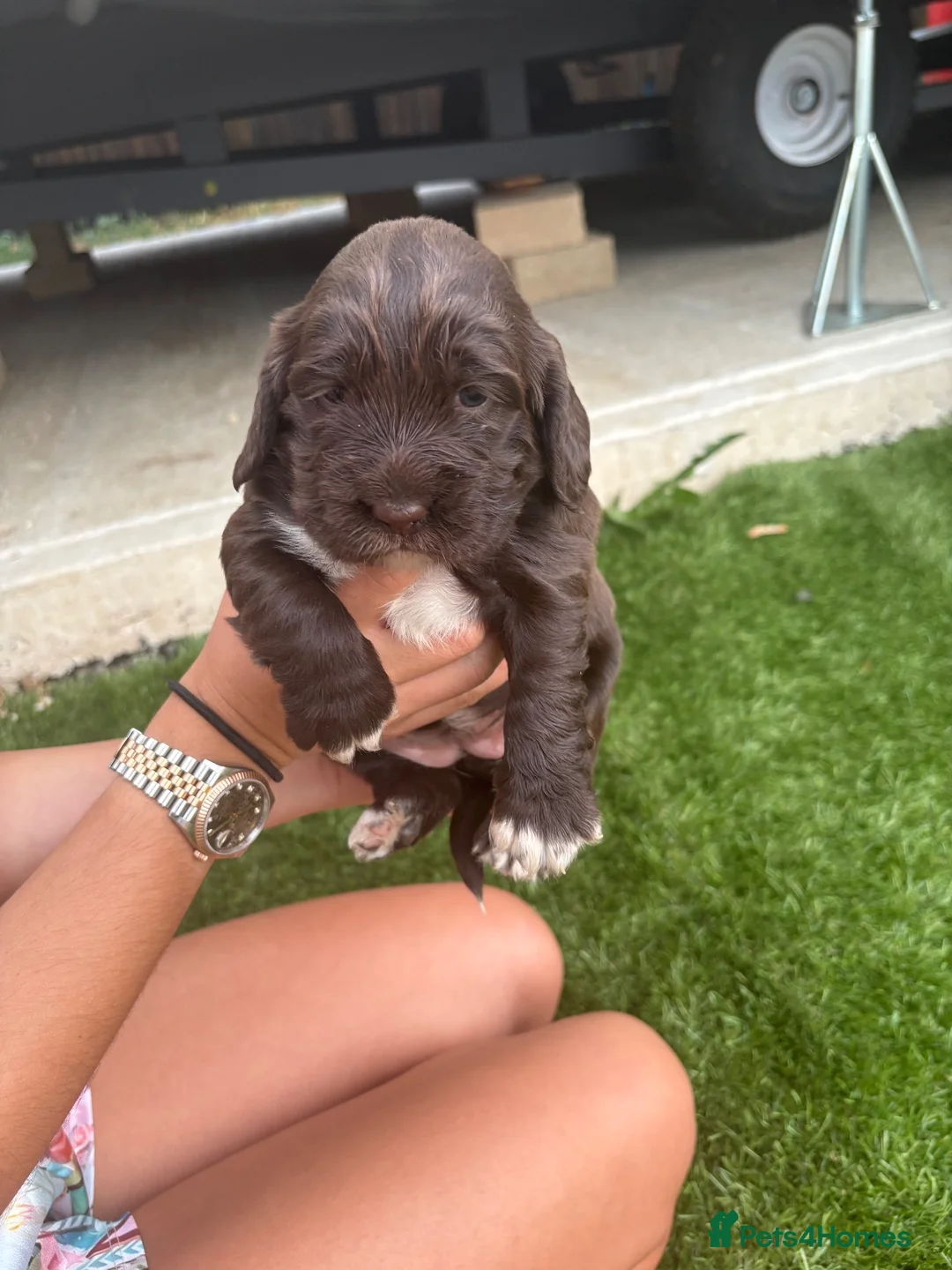 Cocker Spaniel dogs for sale: 4 showtype cocker spaniel puppies - Advert 2
