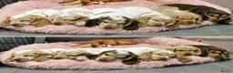 Cocker Spaniel dogs for sale: 🧡🐾🧡Beautiful Cocker Spaniel Puppies coming soon - Advert 14