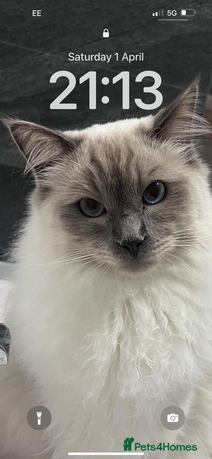 Ragdoll cats for sale: Atlas - Advert 7