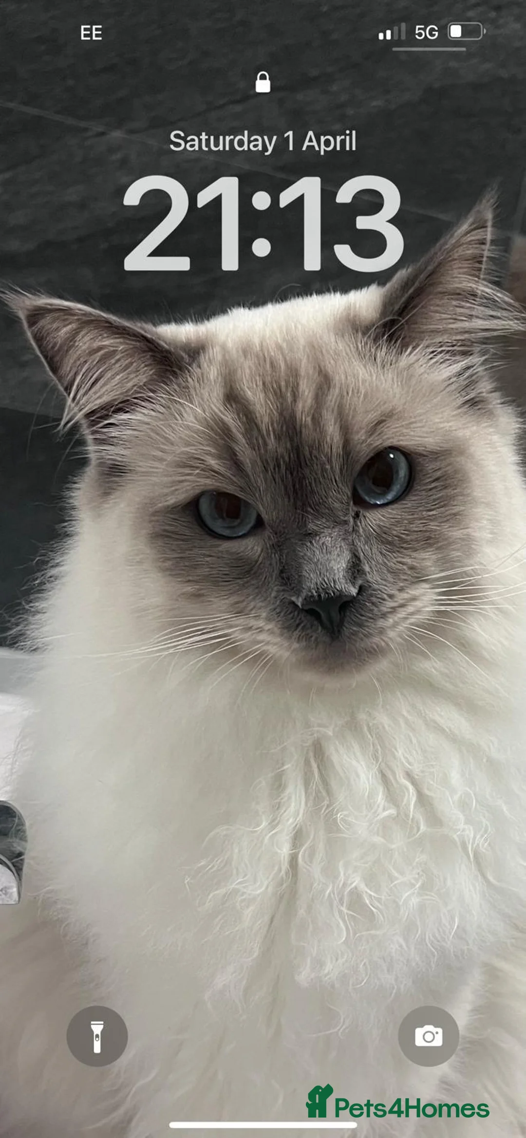 Ragdoll cats for sale: Atlas - Advert 1