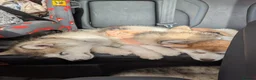 Alaskan Malamute dogs for sale: KC Registered Alaskan Malamute pups - Advert 6