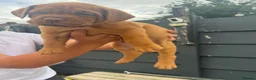 Dogue De Bordeaux dogs for sale: Dogue de Bordeaux 🐶 last 4 remaining 💙💙🩷🩷 - Advert 19
