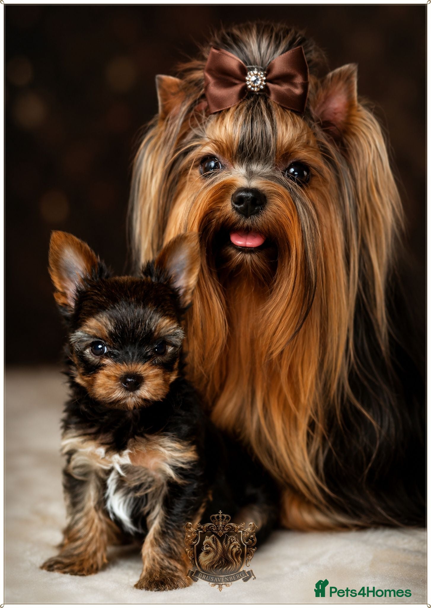 Yorkshire Terrier dogs BABY FACE MINIATURE YORKSHIRE TERRIERS KC DNA - Advert 4