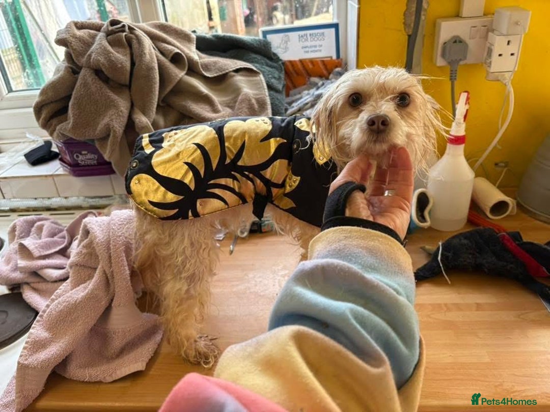 Mixed Breed dogs for adoption: Emerald - Hingham Norfolk  - Advert 2