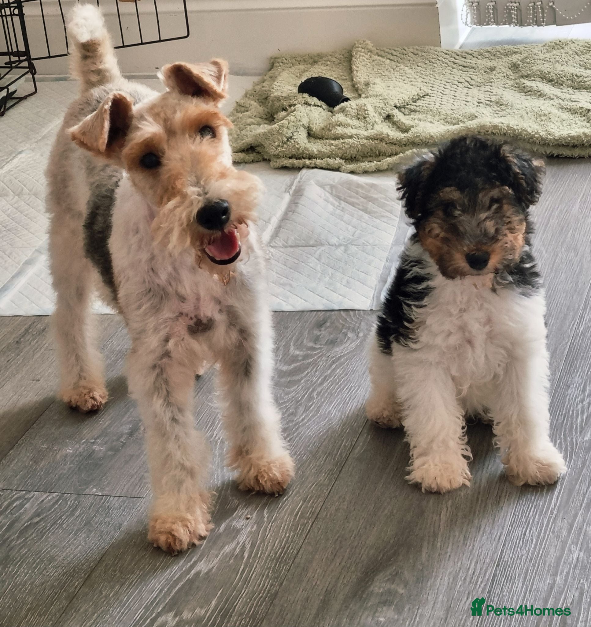 Fox Terrier dogs KC REG Wire fox terrier puppies  - Advert 1