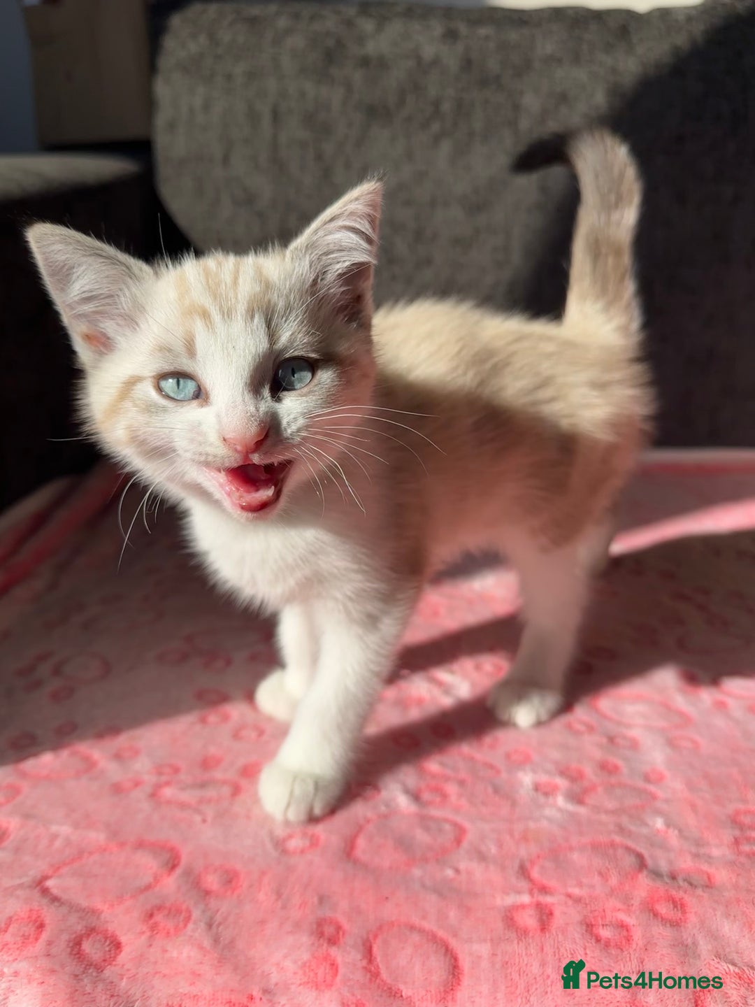 Maine Coon cats for sale: Gorgeous RARE Maine coon X Siamese Kitty 🩷 - Image 5
