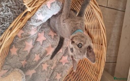 Russian Blue cats for sale: Pure Russian Blue kittens 💙  - Image 14