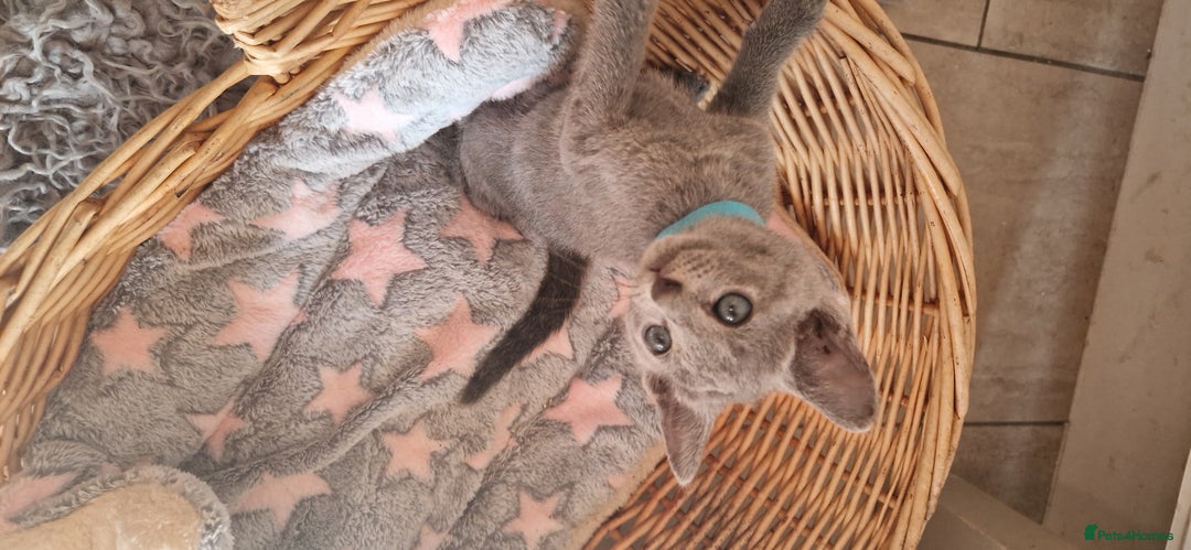 Russian Blue cats for sale: Pure Russian Blue kittens 💙  - Image 14