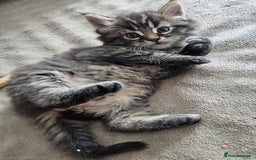 Maine Coon cats for sale: 2 stunning 3/4 Maine Coon boys - Image 12