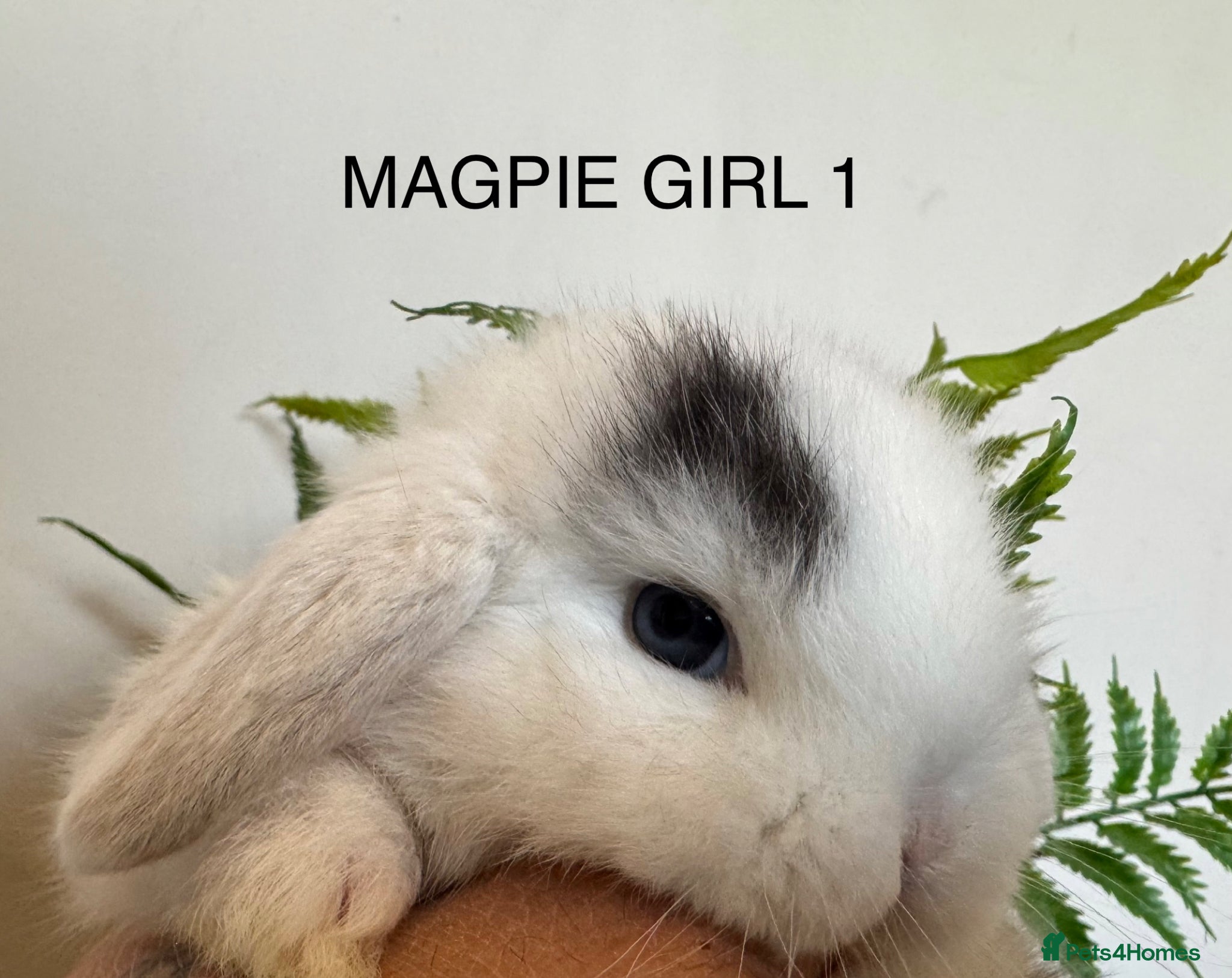 Mini Lop rabbits ☀️MAGPIE MINI LOPS☀️ - Advert 1