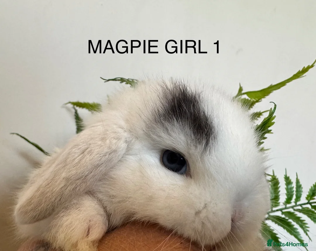 Mini Lop rabbits for sale: ☀️MAGPIE MINI LOPS☀️ - Advert 1