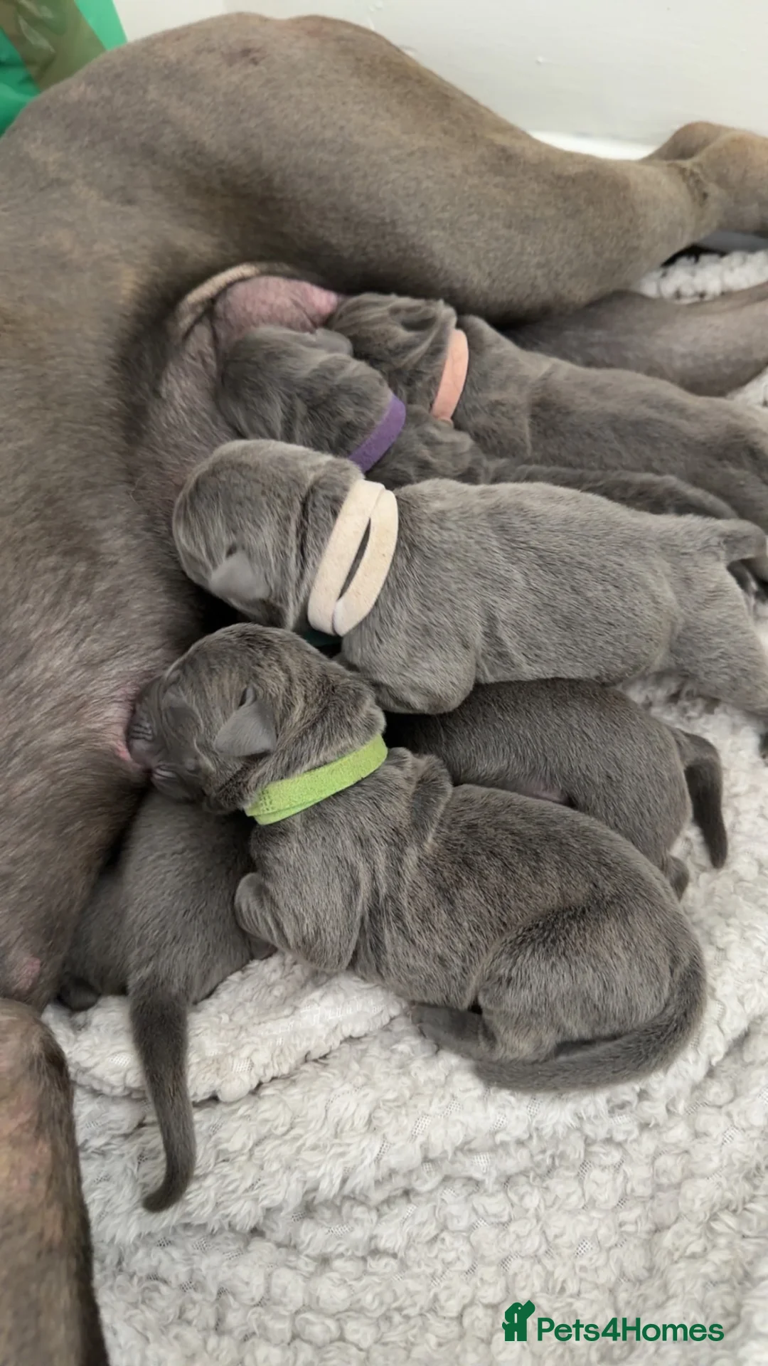 Cane Corso dogs for sale: Beautiful Cane Corso puppies for sale - Advert 2