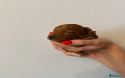Toy Poodle dogs for sale: KC Registered Red Toy Poodle Puppies - Image 4