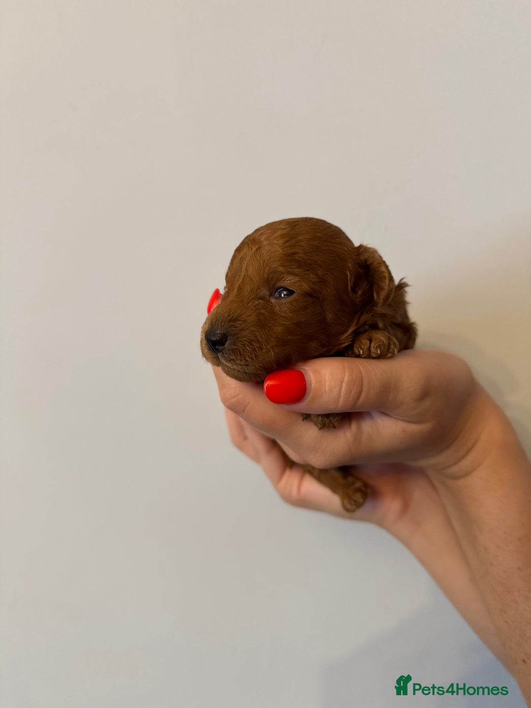 Toy Poodle dogs for sale: KC Registered Red Toy Poodle Puppies - Image 4