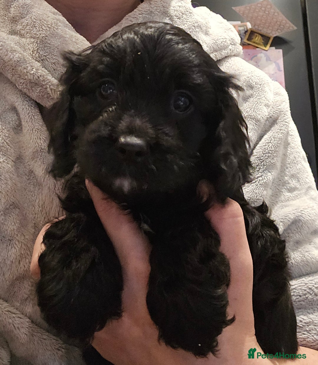 Cavapoo dogs for sale: 🐾 Gorgeous Health Tested F1 Cavapoo Puppies 🐶🐾 - Image 28