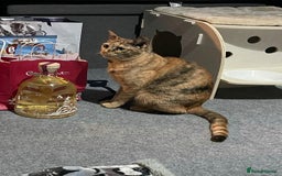 Domestic Shorthair cats for adoption: Loving Sage Looking for an Indoor ONLY home - Image 11