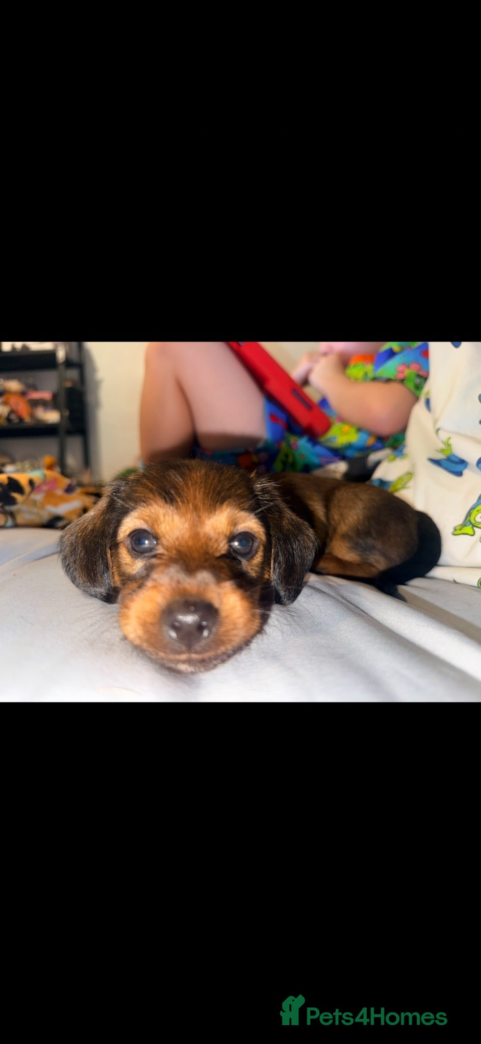 Mixed Breed dogs Miniature dachshund x Yorkie  - Advert 3