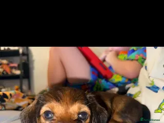 Mixed Breed dogs Miniature dachshund x Yorkie - Advert 3