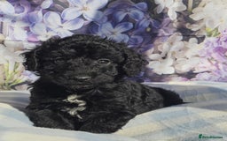 Cockapoo dogs for sale: sable & phantom & tri colour cockapoo puppies  - Image 21