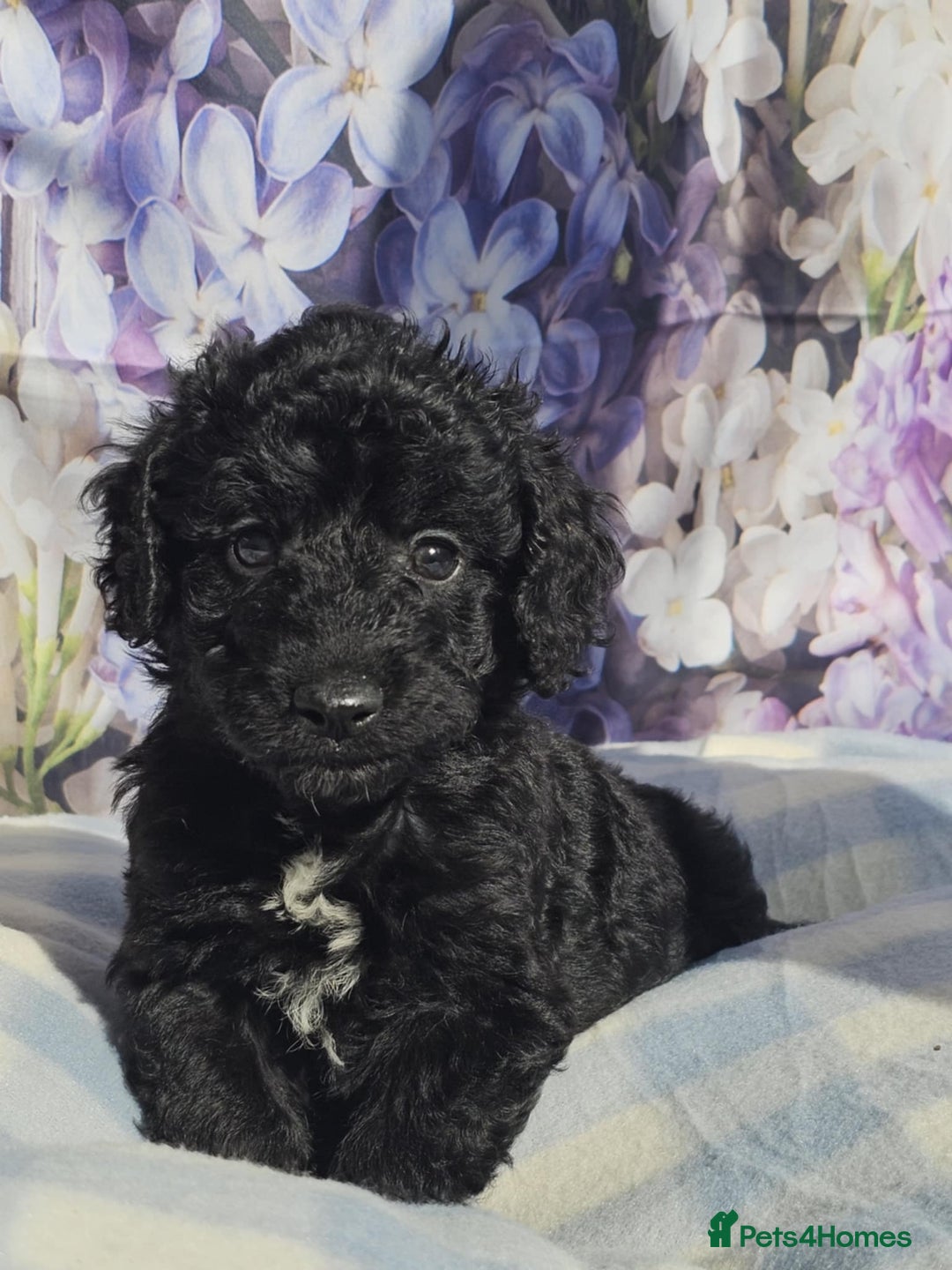 Cockapoo dogs for sale: sable & phantom & tri colour cockapoo puppies  - Image 21
