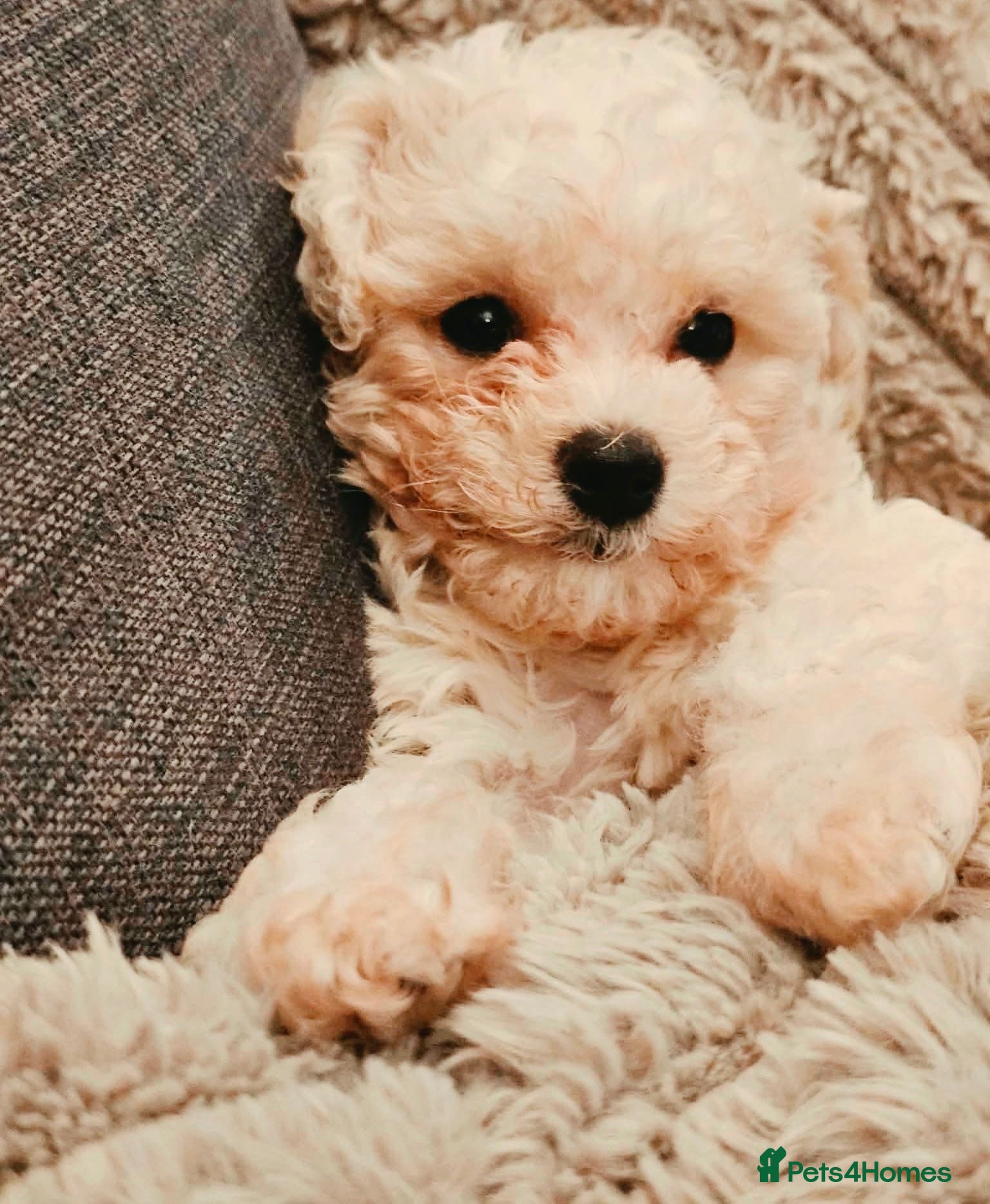 Cavapoochon dogs Beautiful Cavapoochon boy - Advert 1