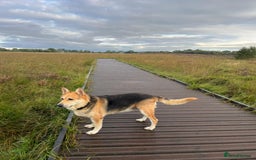 Mixed Breed dogs for adoption: Axel needs the best home  - Image 2