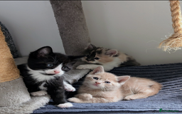 Mixed Breed cats for sale: Beautiful healthy kittens - ONLY 2 AVAILABLE 😍😍 - Image 5