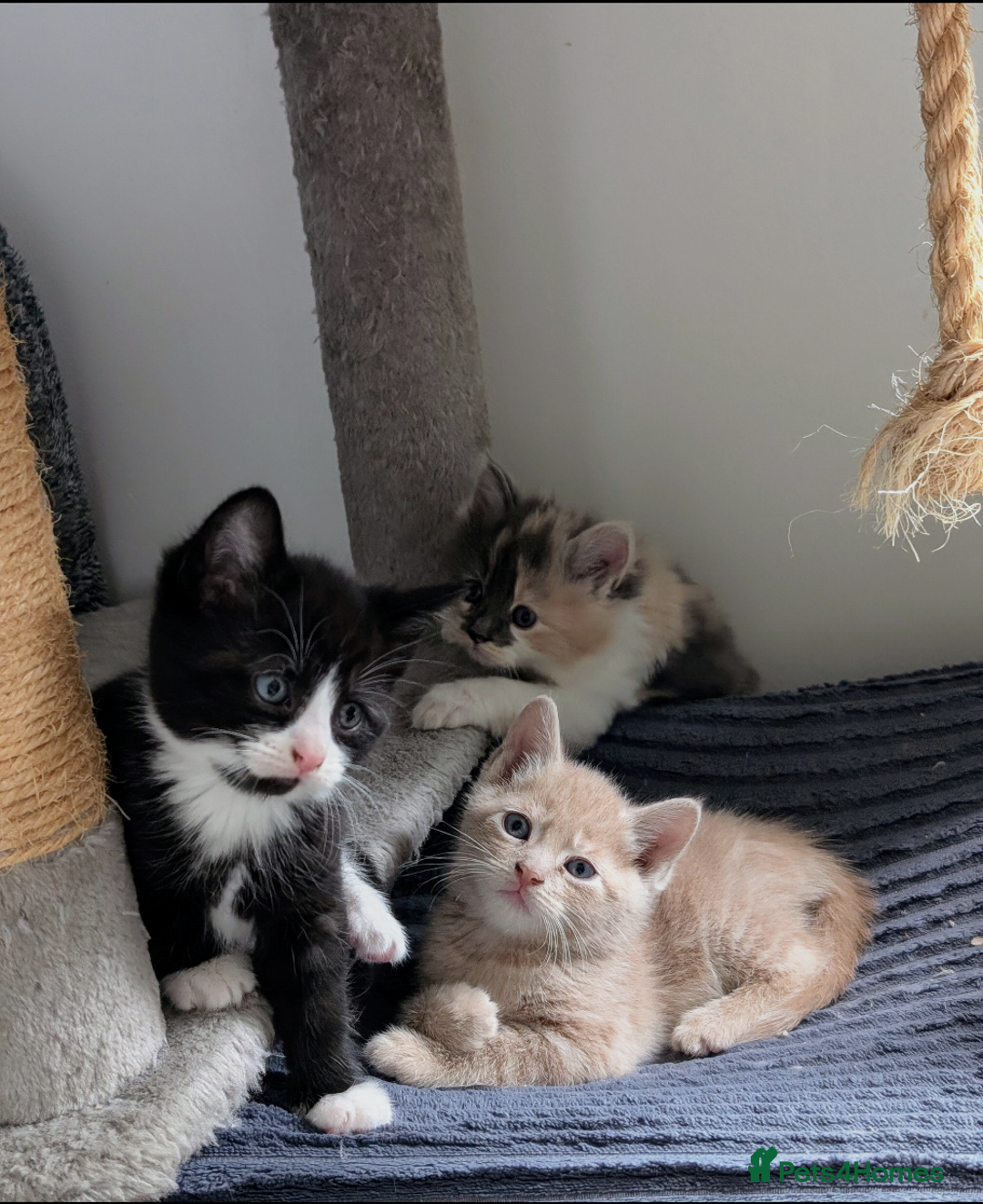 Mixed Breed cats for sale: Beautiful healthy kittens - ONLY 2 AVAILABLE 😍😍 - Image 5