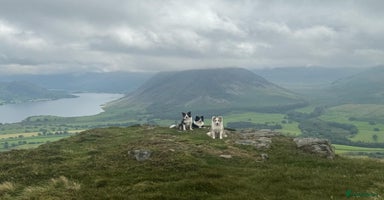 Border Collie dogs Stunning Traditional KC Reg Health Tested  - Advert 7