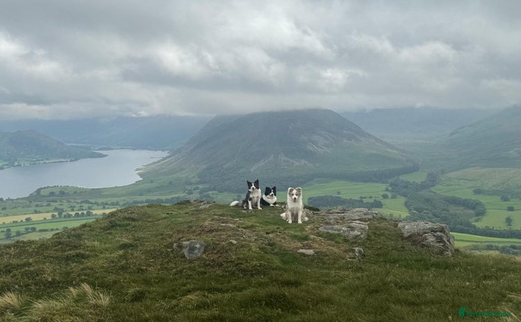 Border Collie dogs Stunning Traditional KC Reg Health Tested  - Advert 4
