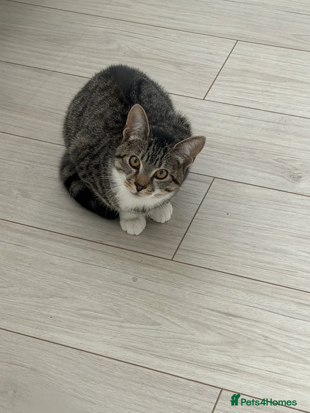 Domestic Shorthair cats for sale: Tabby Male cat for sale - Advert 4