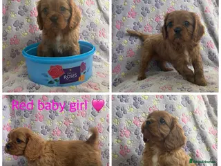 Cavalier King Charles Spaniel dogs Cavalier King Charles spaniel puppies❤️ - Advert 3