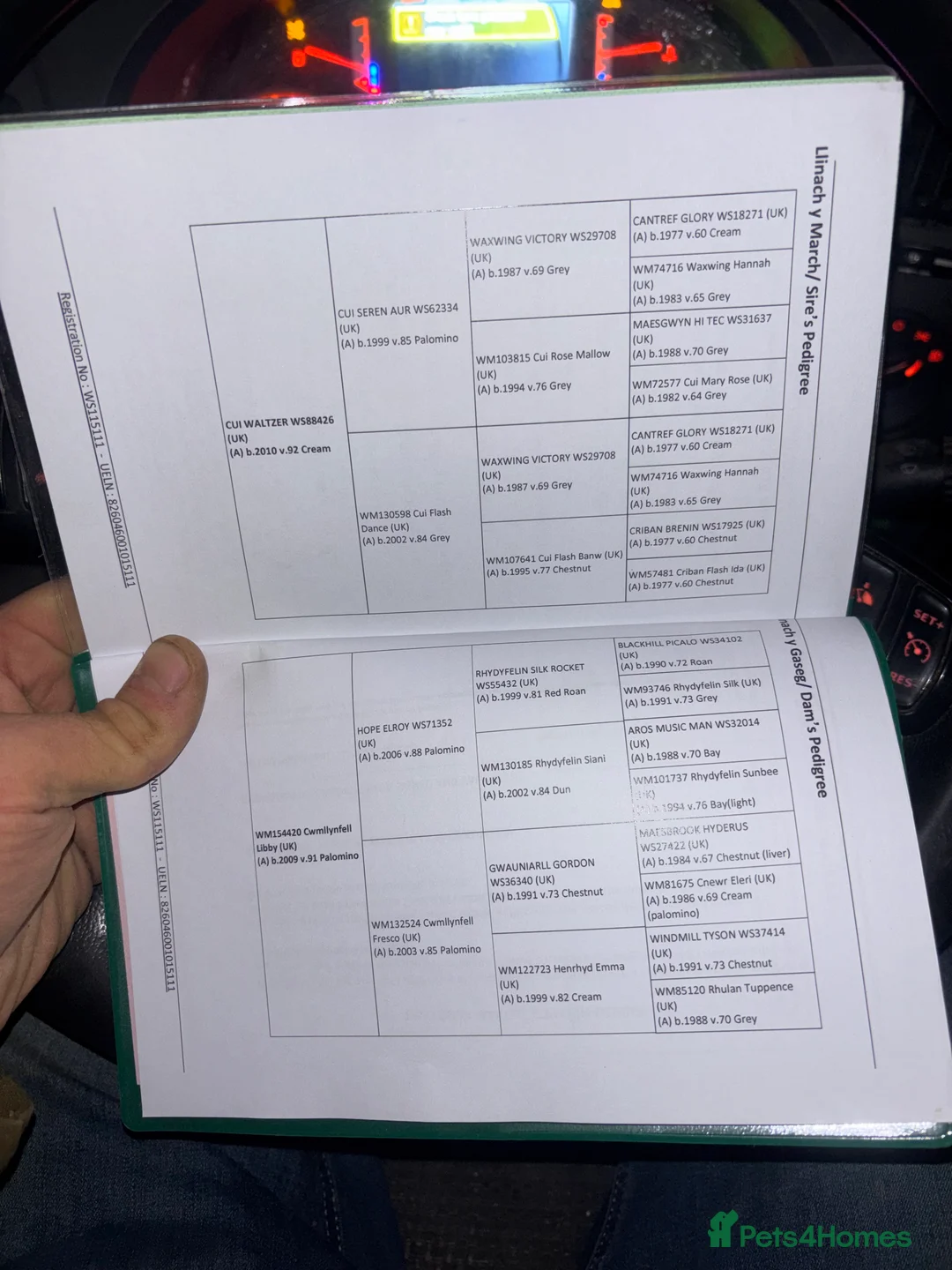 Welsh Section A horses for sale: Project gelding  - Advert 4