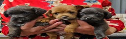 Mixed Breed dogs for sale: Adorable whoopsy babies - Advert 1