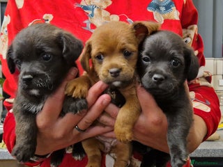 Mixed Breed dogs Adorable whoopsy babies - Advert 1