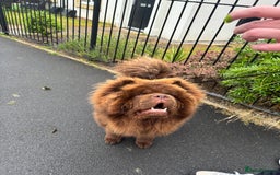 Chow Chow dogs for stud: KC Registered MR BUENO BEAR available for stud  - Image 1