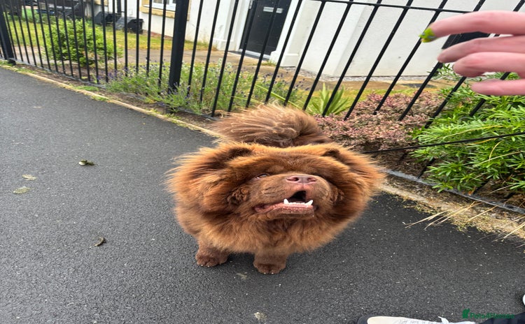 Chow Chow dogs - Advert 1