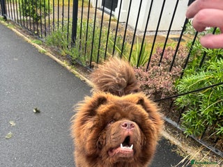 Chow Chow dogs - Advert 13